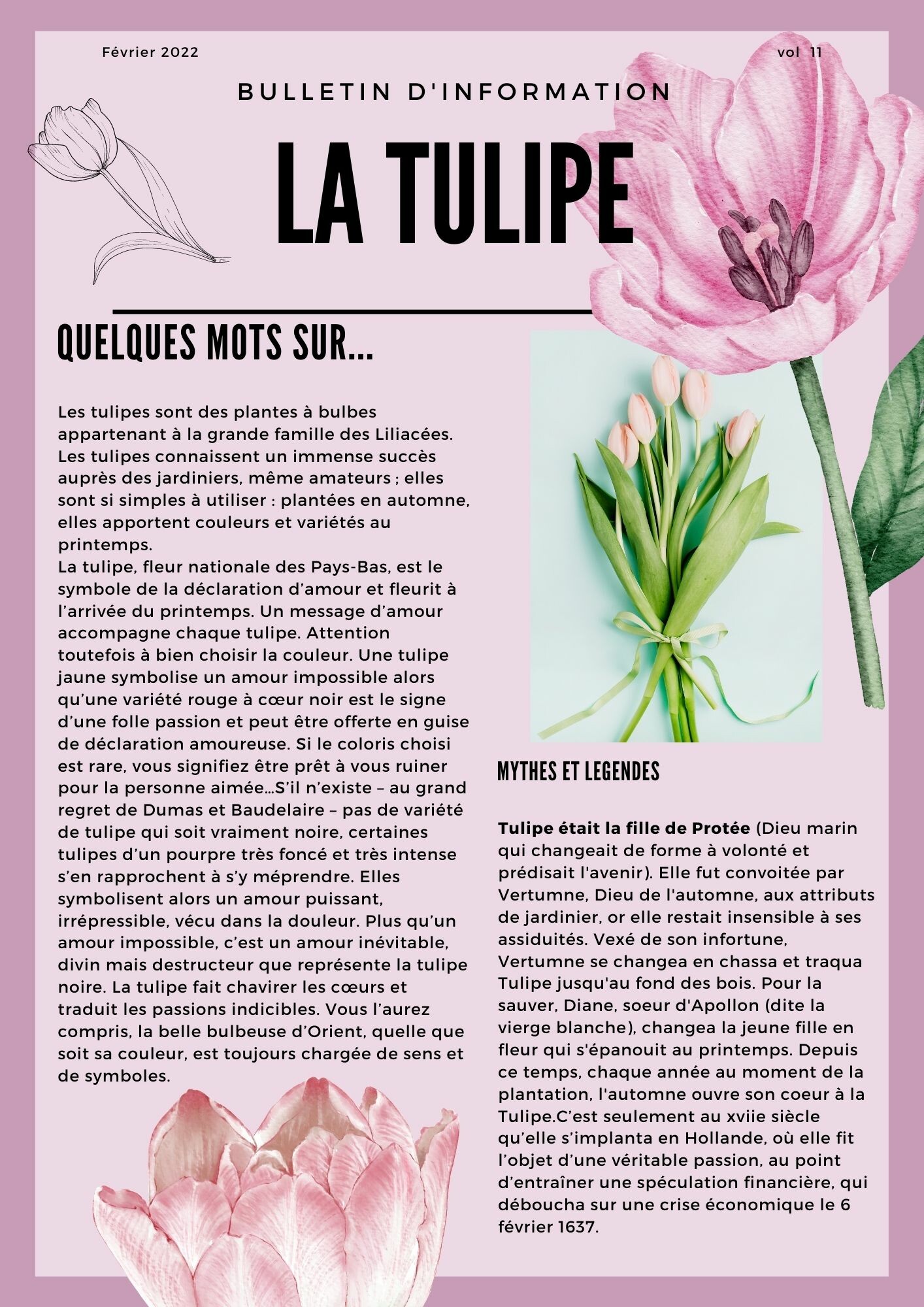 La Tulipe